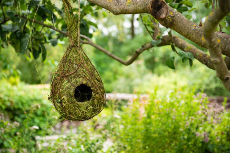 A squirrel nests hanging from a branch.