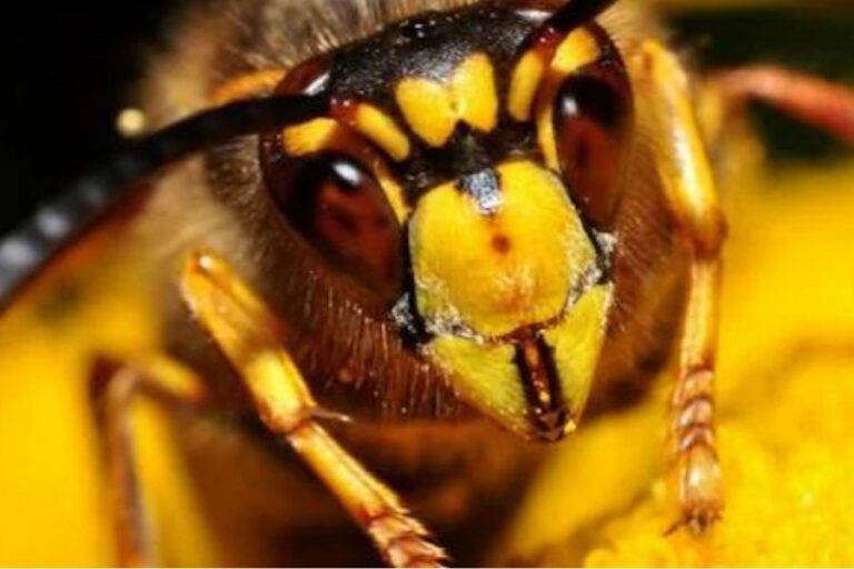 A close up of a wasps face.