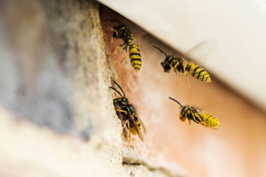 Four wasps flying into a crevice in a wall.