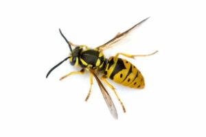 A single wasp on a white background.