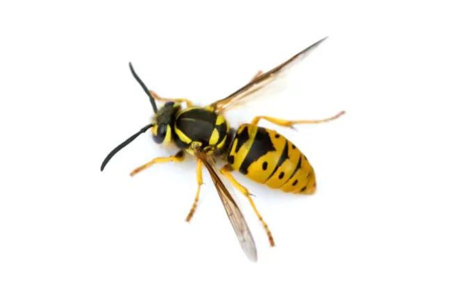 A single wasp on a white background.