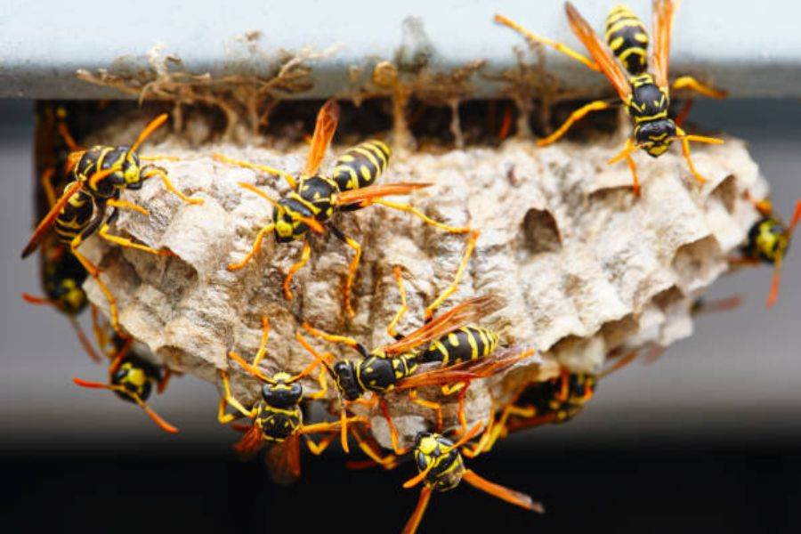 Wasp behaviours: A swarm of wasps on a nest.