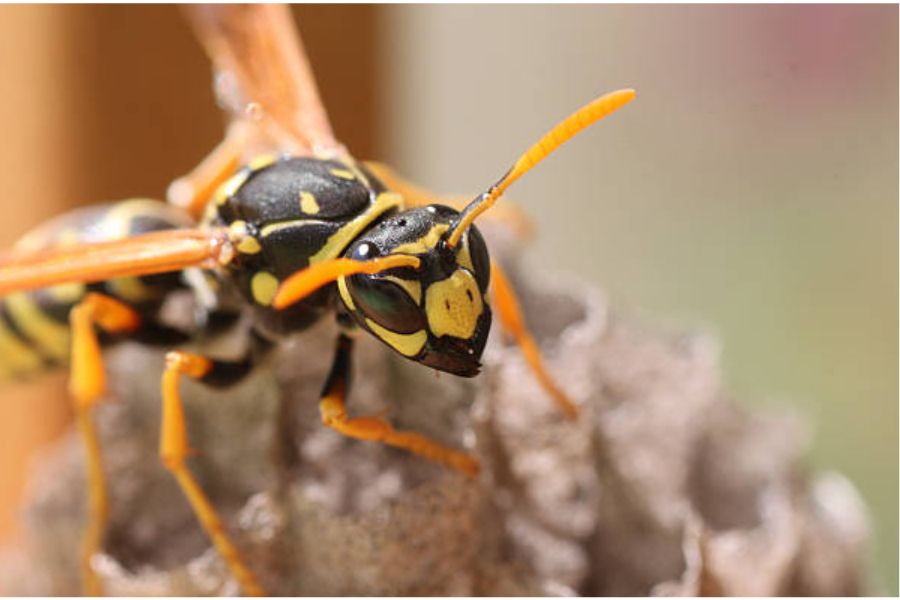 A close up of a wasp.