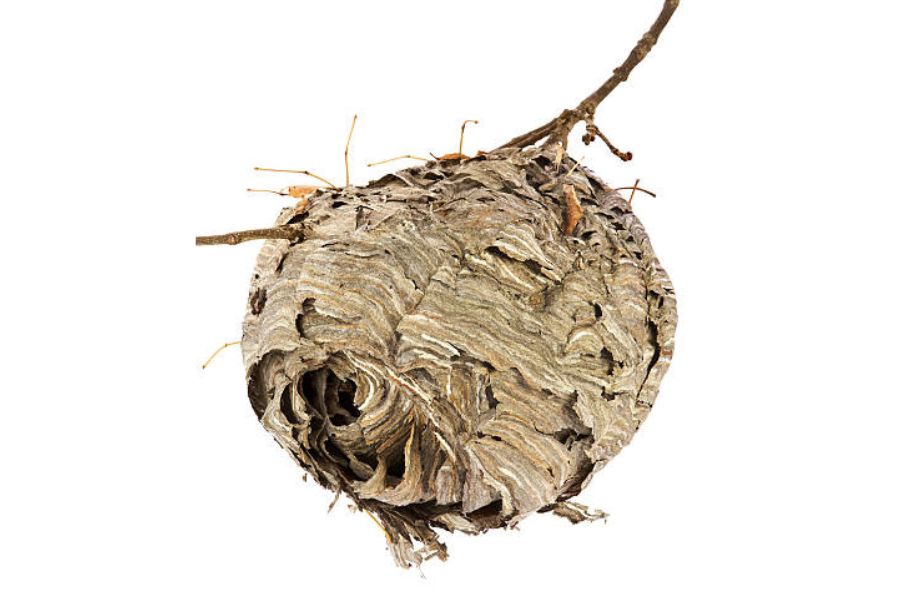 A grey wasp nest on a white background.