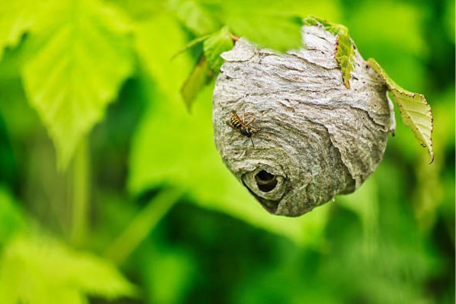 Untreated Wasp Nest Risks: A grey wasp nest hanging from tree branch.